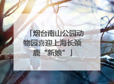 烟台南山公园动物园喜迎上海长颈鹿“新娘”