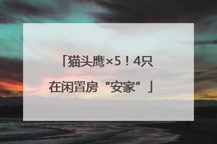 猫头鹰×5！4只在闲置房“安家”
