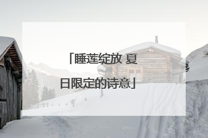 睡莲绽放 夏日限定的诗意
