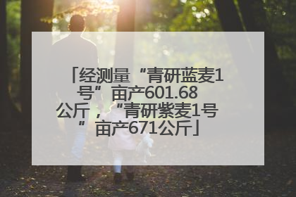 经测量“青研蓝麦1号”亩产601.68公斤，“青研紫麦1号”亩产671公斤