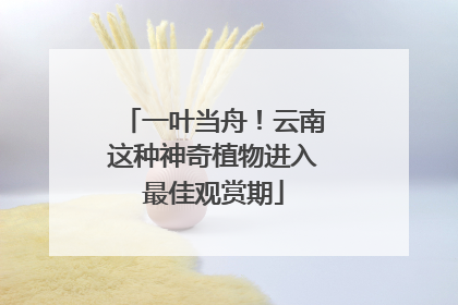 一叶当舟！云南这种神奇植物进入最佳观赏期