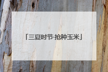 三夏时节·抢种玉米