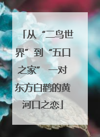 从“二鸟世界”到“五口之家” 一对东方白鹳的黄河口之恋