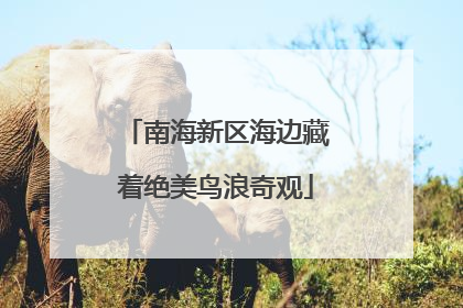 南海新区海边藏着绝美鸟浪奇观