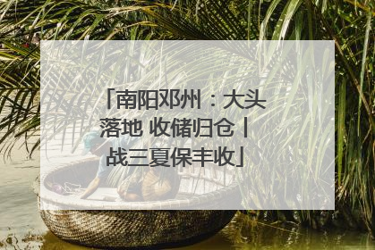南阳邓州：大头落地 收储归仓丨战三夏保丰收