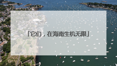 它们，在海南生机无限