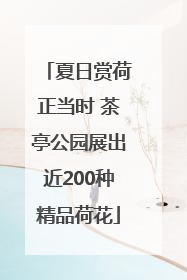 夏日赏荷正当时 茶亭公园展出近200种精品荷花