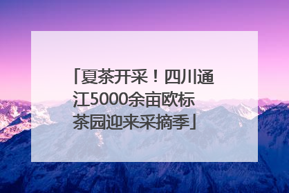 夏茶开采！四川通江5000余亩欧标茶园迎来采摘季