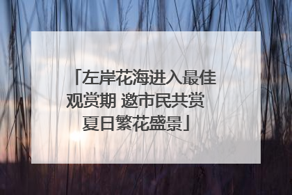 左岸花海进入最佳观赏期 邀市民共赏夏日繁花盛景