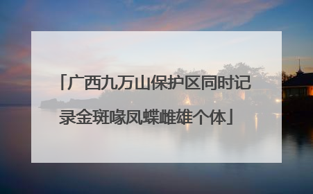 广西九万山保护区同时记录金斑喙凤蝶雌雄个体