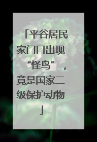平谷居民家门口出现“怪鸟”，竟是国家二级保护动物