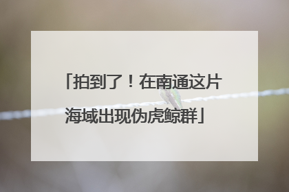 拍到了！在南通这片海域出现伪虎鲸群