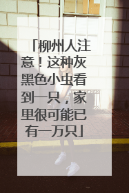 柳州人注意！这种灰黑色小虫看到一只，家里很可能已有一万只