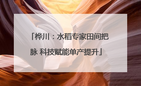 桦川：水稻专家田间把脉 科技赋能单产提升