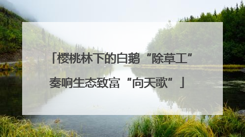 樱桃林下的白鹅“除草工” 奏响生态致富“向天歌”