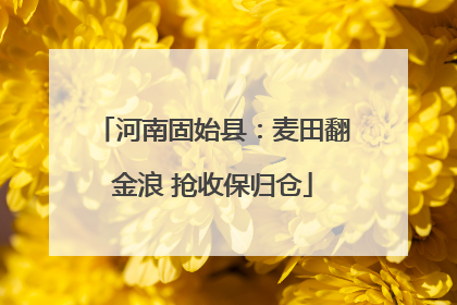 河南固始县：麦田翻金浪 抢收保归仓