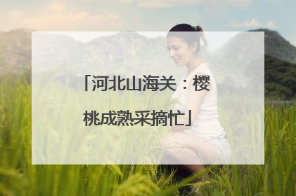 河北山海关：樱桃成熟采摘忙
