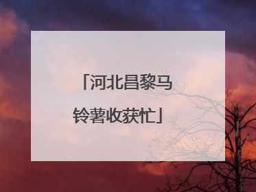 河北昌黎马铃薯收获忙