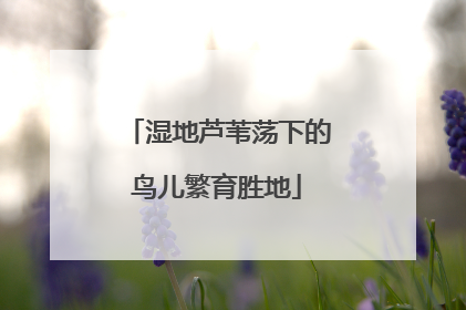 湿地芦苇荡下的鸟儿繁育胜地
