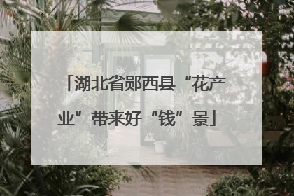 湖北省郧西县“花产业”带来好“钱”景
