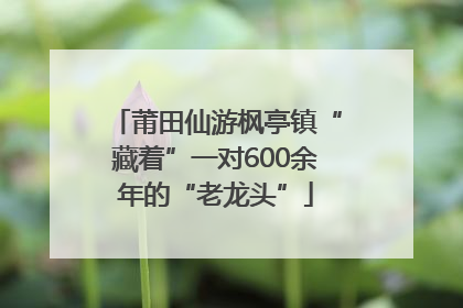 莆田仙游枫亭镇“藏着”一对600余年的“老龙头”