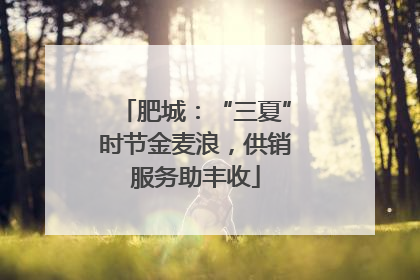 肥城：“三夏”时节金麦浪，供销服务助丰收