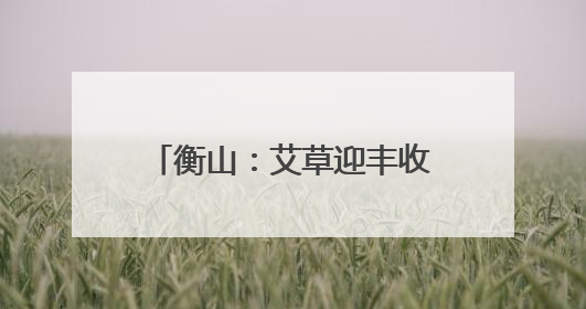 衡山：艾草迎丰收 助力村集体增收