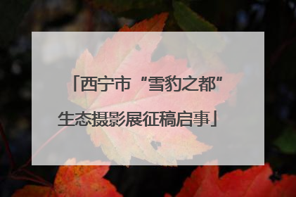 西宁市“雪豹之都”生态摄影展征稿启事