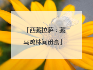 西藏拉萨：藏马鸡林间觅食