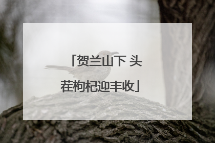 贺兰山下 头茬枸杞迎丰收