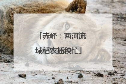 赤峰：两河流域稻农插秧忙