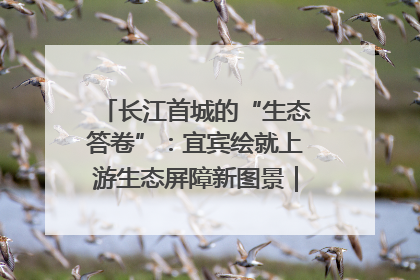 长江首城的“生态答卷”：宜宾绘就上游生态屏障新图景｜中华环保世纪行