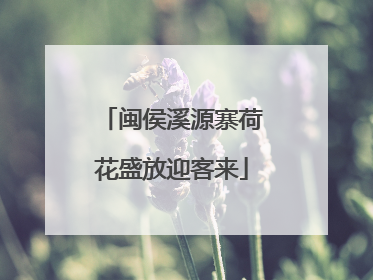 闽侯溪源寨荷花盛放迎客来