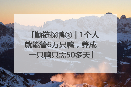 顺链探鸭③｜1个人就能管6万只鸭，养成一只鸭只需50多天
