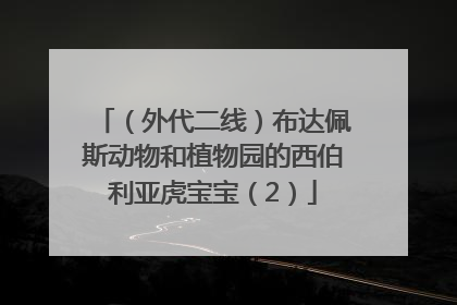 （外代二线）布达佩斯动物和植物园的西伯利亚虎宝宝（2）