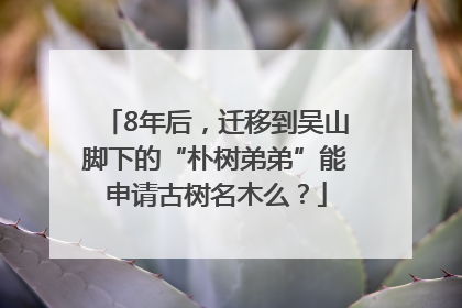 8年后，迁移到吴山脚下的“朴树弟弟”能申请古树名木么？